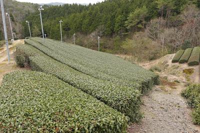 Sencha de Asamiya, cultivar Oku-hikari