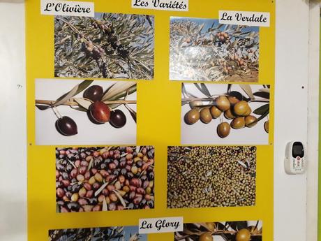 Variétés d'olives