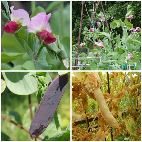 Récolte des graines de pois capucine (vidéo) Récolte des graines de pois capucine (vidéo)