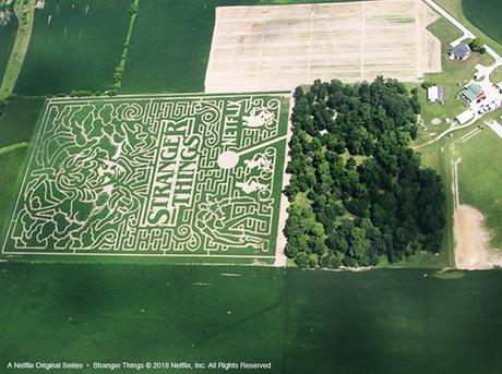 Stranger Things : un labyrinthe géant dans un champs de maïs