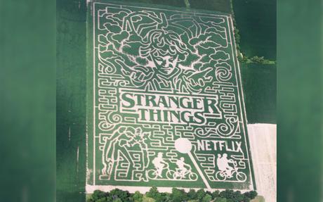 Stranger Things : un labyrinthe géant dans un champs de maïs