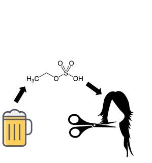 EXCÈS d’ALCOOL : Il suffit d’un cheveu pour le détecter EXCÈS d’ALCOOL : Il suffit d’un cheveu pour le détecter