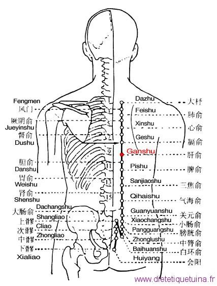Le point Gan Shu du méridien de la vessie (18V) Le point Gan Shu du méridien de la vessie (18V)