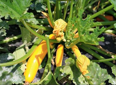 Salade de Courgettes Jaunes et Poivrons