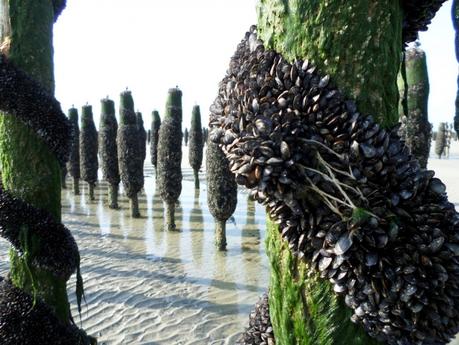 Les moules de bouchot Les moules de bouchot