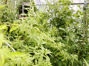 jungle dans serre (vidéo)