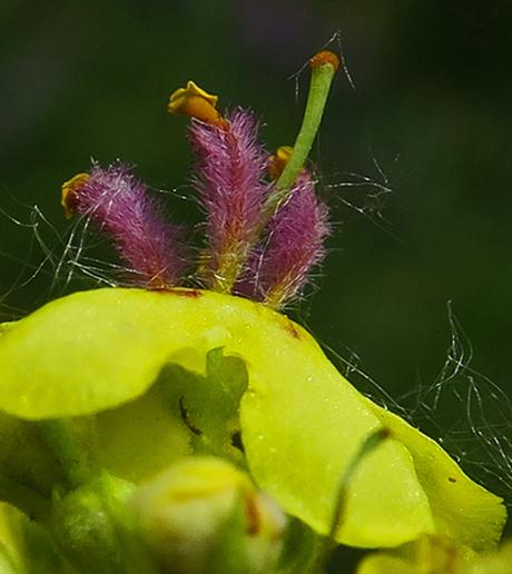 Molène noire (Verbascum nigrum) Molène noire (Verbascum nigrum)