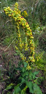 Molène noire (Verbascum nigrum) Molène noire (Verbascum nigrum)