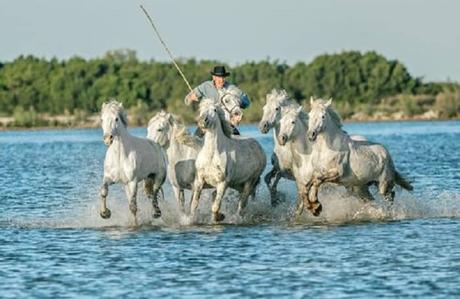 Le quatrième plus beau paysage de France: La Camargue