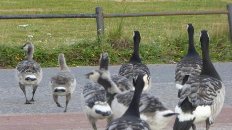 Les bernaches sont toujours prioritaires