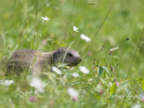 Jeunes marmottes du Jura neuchâtelois