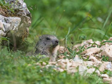 Jeunes marmottes du Jura neuchâtelois