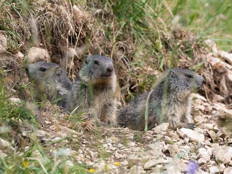 Trois jeunes marmottes sont postés à l'entrée du terrier familial et observent les environs quelque part sur les crêtes du Jura neuchâtelois.