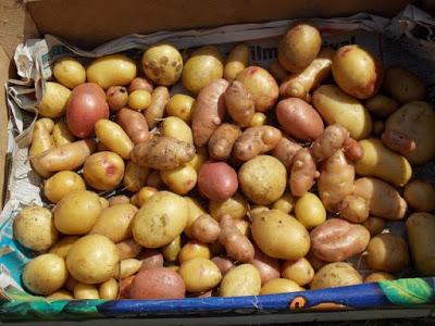 Première récolte de pommes de terre dans le nouveau jardin devant la maison
