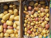Première récolte pommes terre dans nouveau jardin devant maison