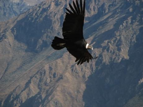 Guide d’Arequipa: le Canyon de Colca