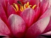 Salade racines lotus Pousses bambou œufs crabe