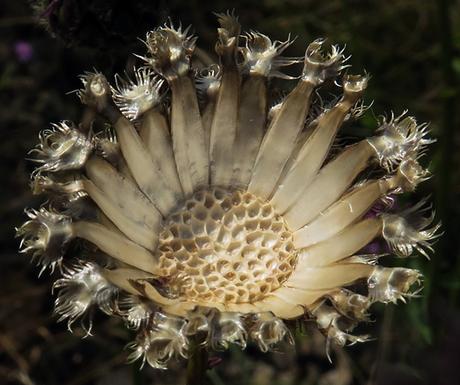 Centaurée scabieuse (Centaurea scabiosa)