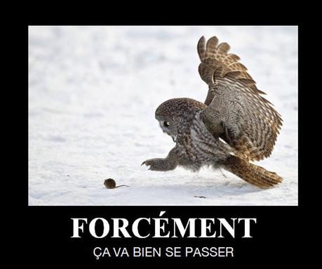 forcément ça va bien se passer - hibou