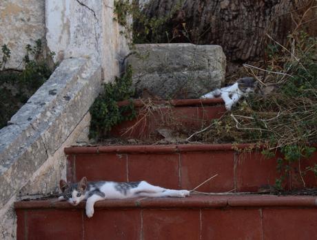 A la découverte de la paradisiaque île de Minorque #2