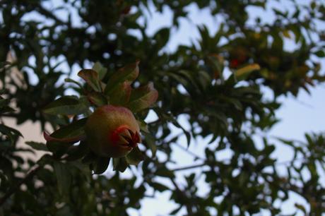 A la découverte de la paradisiaque île de Minorque #2