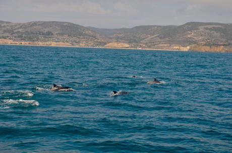 Croisière d’observation des baleines à Newport Beach