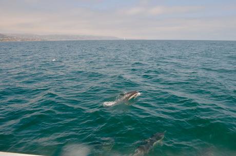 Croisière d’observation des baleines à Newport Beach