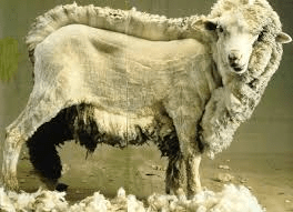 La fête de la laine : où le mouton n’est pas celui qu’on pense…