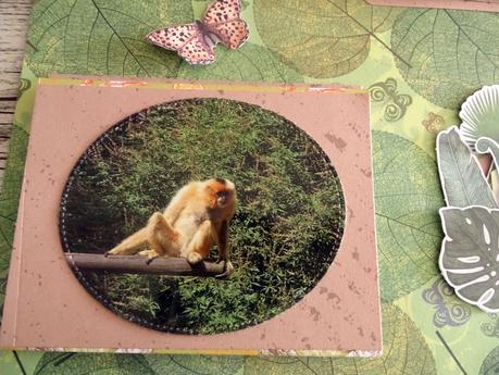 Album zoo de la Palmyre : page pour les petits singes