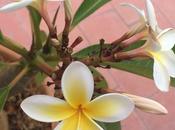 Quelques jours Maroc