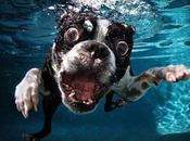 Photographie série aquatique Seth Casteel