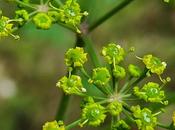 Panais brûlant (Pastinaca sativa subsp. urens)