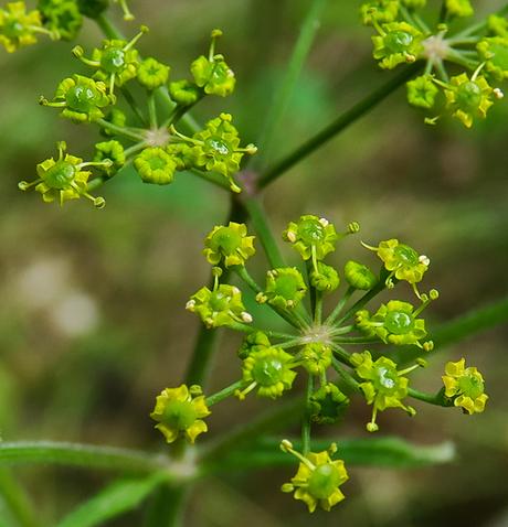 Panais brûlant (Pastinaca sativa subsp. urens)