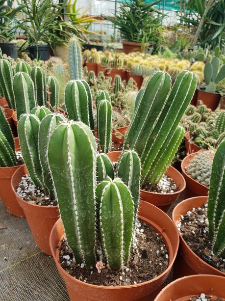 // Jardin // Dans ma vie, il y a des cactus 🌵