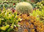 Jardin Dans vie, cactus
