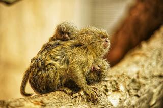 Une journée à Thoiry, épisode 3 Une journée à Thoiry, épisode 3