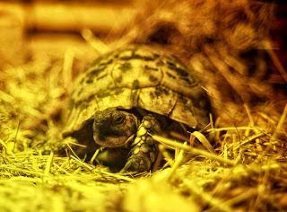 Une journée à Thoiry, épisode 3 Une journée à Thoiry, épisode 3