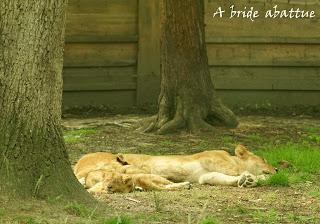 Une journée à Thoiry, épisode 3