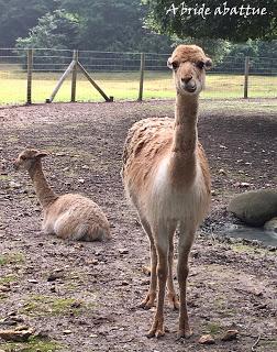 Une journée à Thoiry, épisode 3