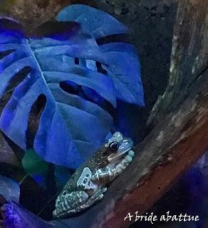 Une journée à Thoiry, épisode 3