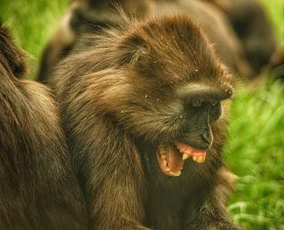 Une journée à Thoiry, épisode 3 Une journée à Thoiry, épisode 3