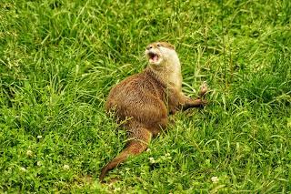 Une journée à Thoiry, épisode 3