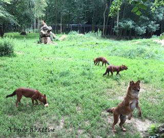 Une journée à Thoiry, épisode 3