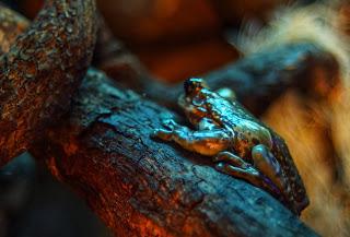 Une journée à Thoiry, épisode 3