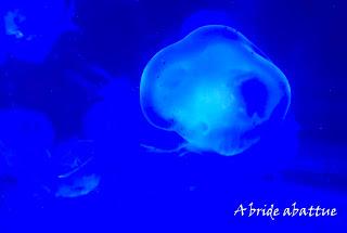 Une journée à Thoiry, épisode 3