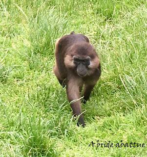 Une journée à Thoiry, épisode 3