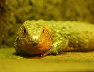 Une journée à Thoiry, épisode 3 Une journée à Thoiry, épisode 3