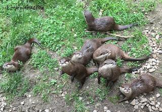 Une journée à Thoiry, épisode 3