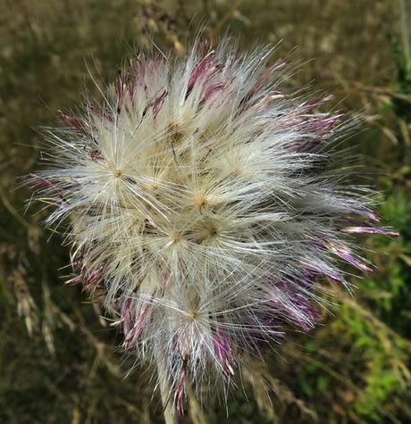 Chardon penché (Carduus nutans)