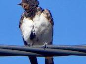 Qu’est-ce qu’elle donc fait, p’tite hirondelle